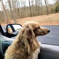 McCrory Animal Clinic ico