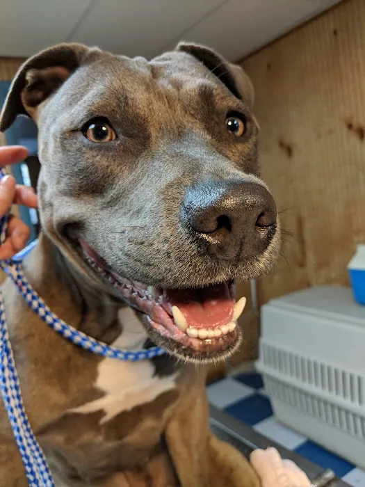 McCrory Animal Clinic Picture 7