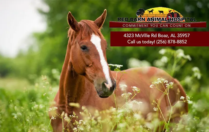 Red Barn Animal Hospital Picture 10