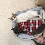 Albertville Animal Hospital