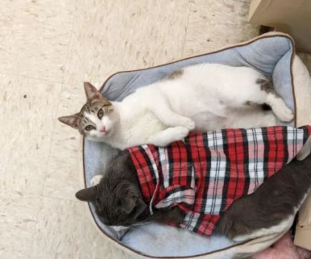 Albertville Animal Hospital
