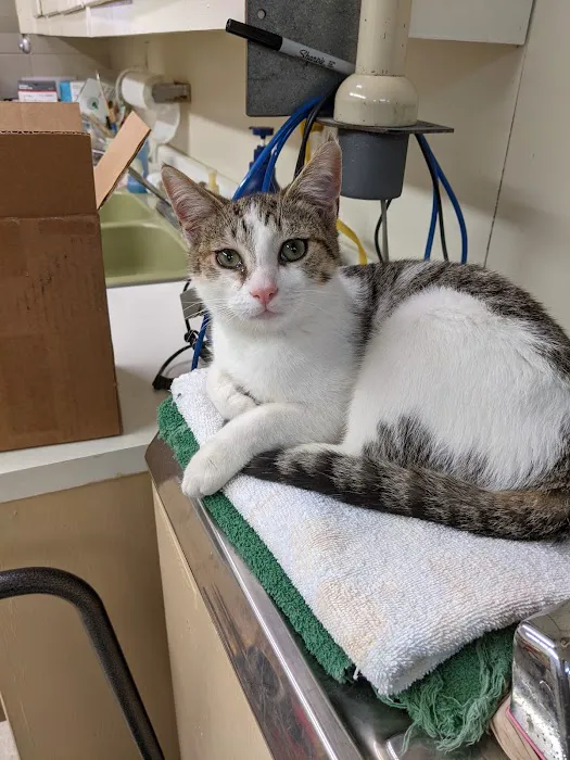 Albertville Animal Hospital Picture 6