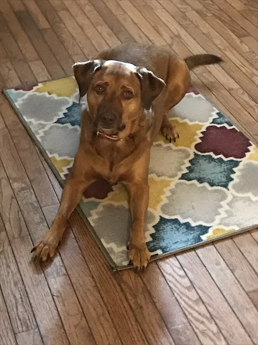 B & A Animal Hospital Picture 1