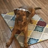 B & A Animal Hospital ico