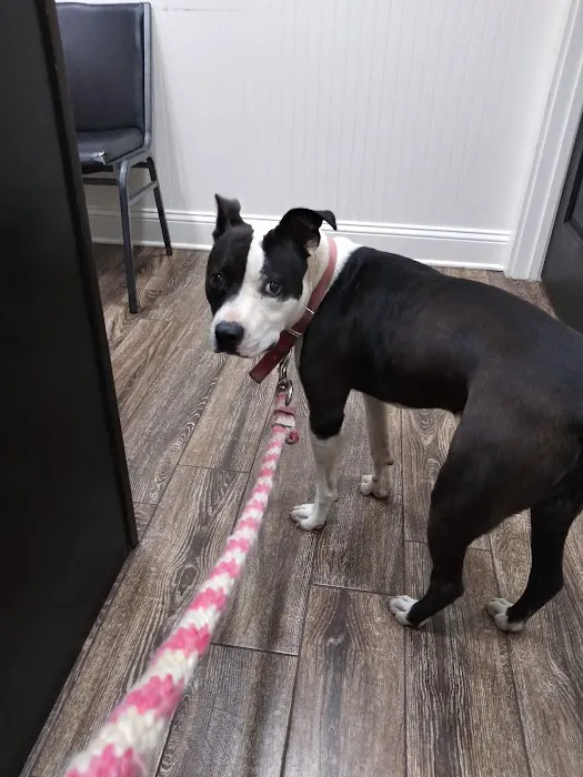 B & A Animal Hospital Picture 5
