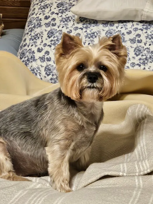 B & A Animal Hospital Picture 9