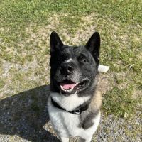 Bowen Veterinary Services ico