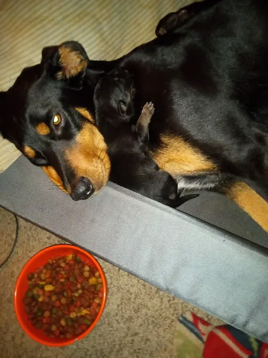 Bowen Veterinary Services Picture 6