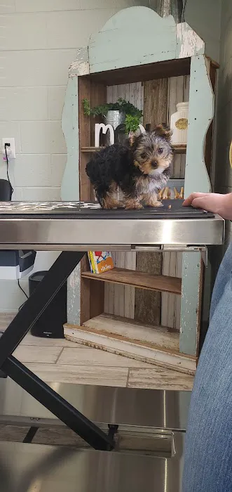 Bowen Veterinary Services Picture 10