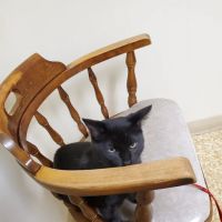 Marathon Animal Hospital ico