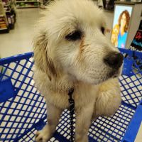 PetSmart Veterinary Services - Wausau ico