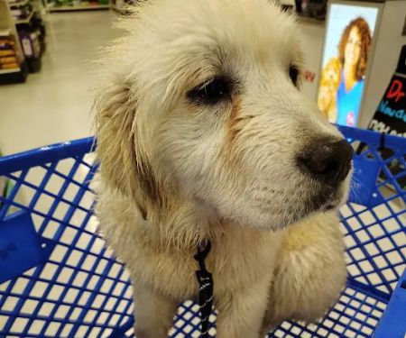 PetSmart Veterinary Services - Wausau