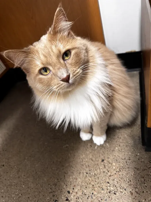 PetSmart Veterinary Services - Wausau Picture 6