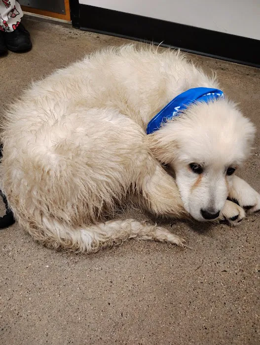 PetSmart Veterinary Services - Wausau Picture 4