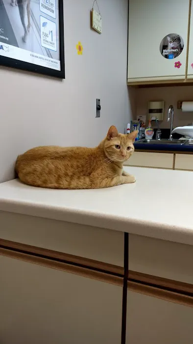 VCA Companion Care Animal Hospital Picture 5