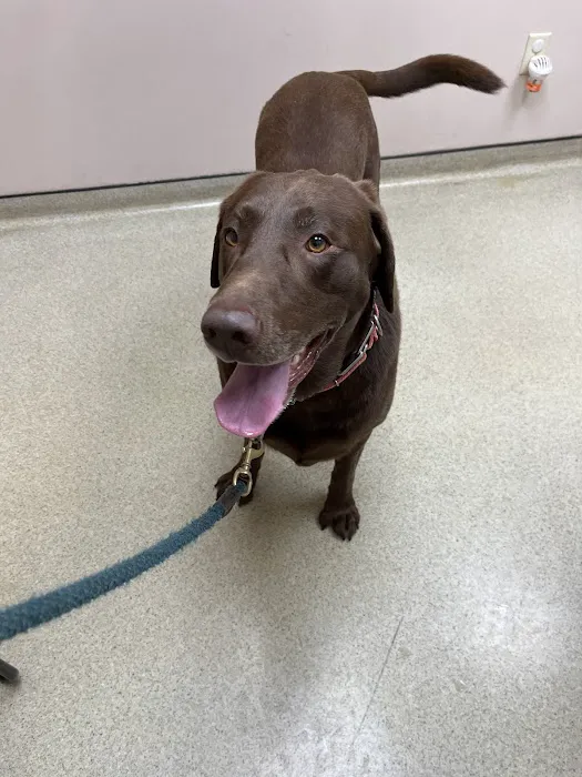 VCA Companion Care Animal Hospital Picture 4