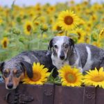 Wausau Animal Hospital