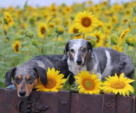 Wausau Animal Hospital