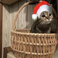PAW Health Network - 24 Hour Animal Care Center ico