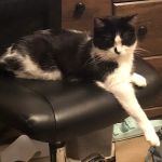 Metro Animal Hospital