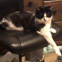 Metro Animal Hospital ico