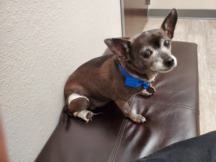 Metro Animal Hospital Picture 6