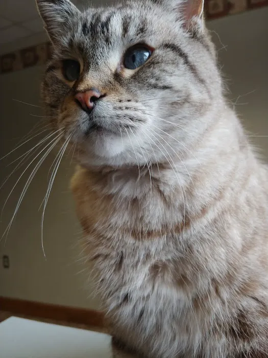 All Care Animal Hospital Picture 4