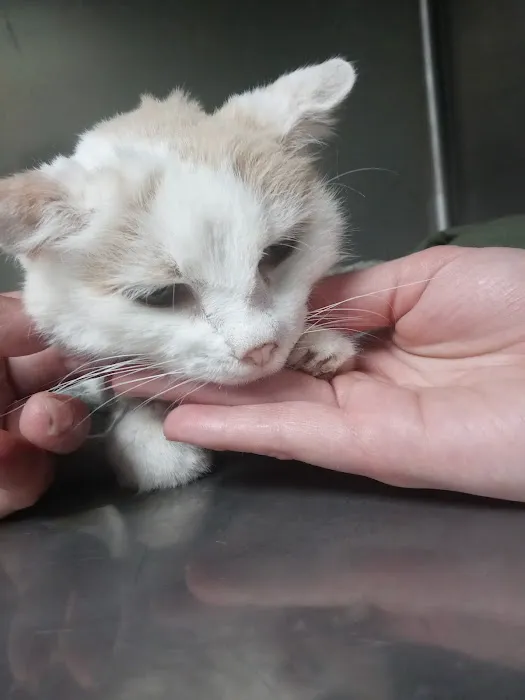 All Care Animal Hospital Picture 1
