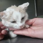All Care Animal Hospital