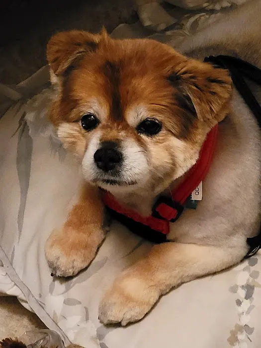 All Care Animal Hospital Picture 5