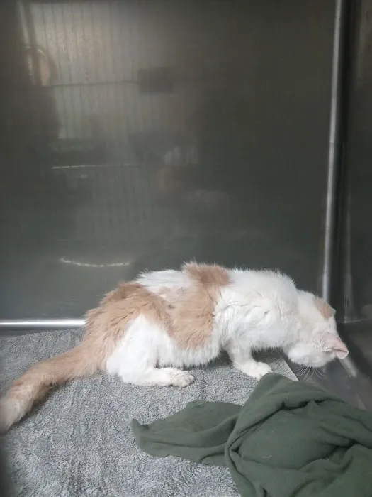 All Care Animal Hospital Picture 2