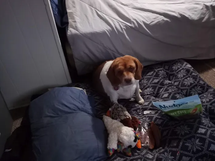 All Care Animal Hospital Picture 6