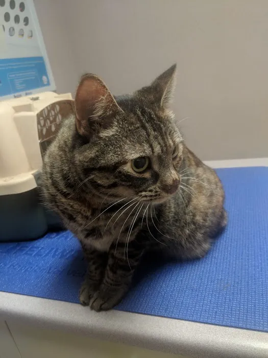 Animal Medical And Surgical Clinic Picture 2
