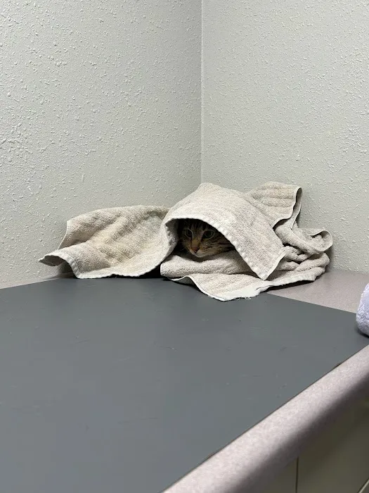 Animal Medical And Surgical Clinic Picture 4