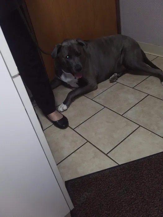 Animal Medical And Surgical Clinic Picture 5