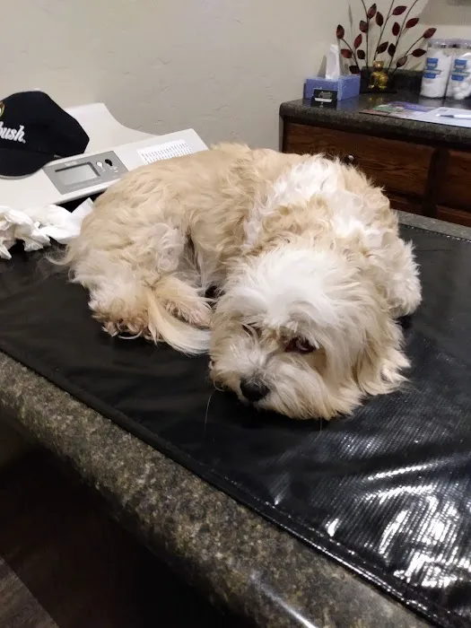 Progressive Veterinary Services, LLC Picture 1
