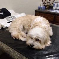 Progressive Veterinary Services, LLC ico