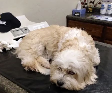 Progressive Veterinary Services, LLC