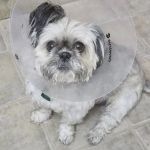 Point Area Veterinary Clinic