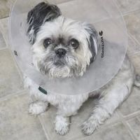 Point Area Veterinary Clinic ico