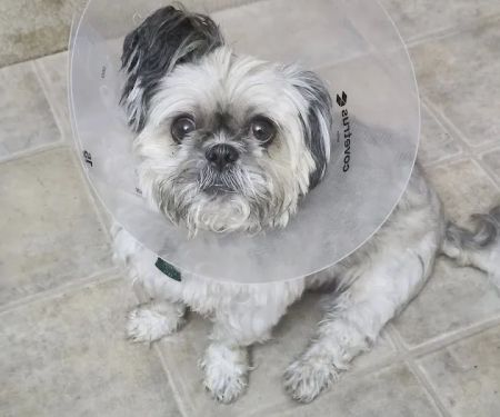 Point Area Veterinary Clinic