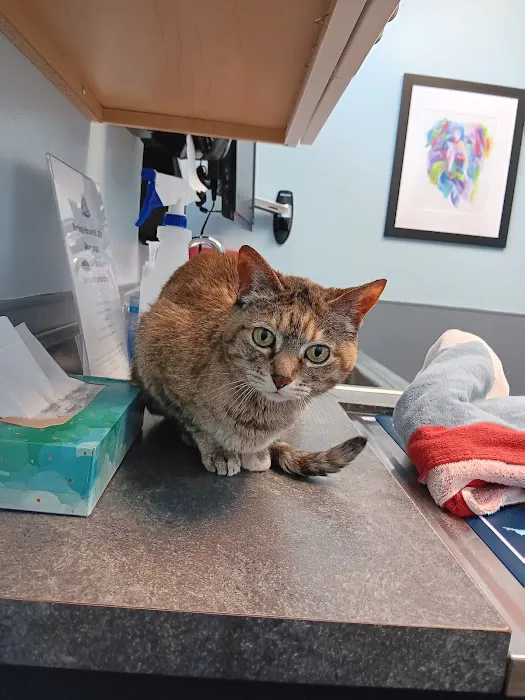 Point Area Veterinary Clinic Picture 4
