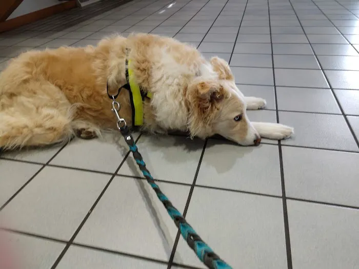 Oakview Veterinary Medical Center Picture 4