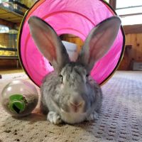 Oakview Veterinary Medical Center ico