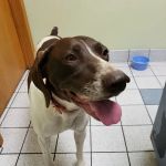 Morganside Veterinary Clinic