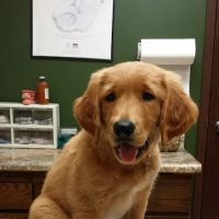 Lake Region Small Animal Center ico