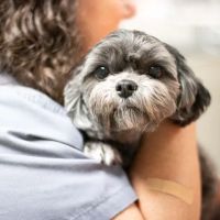 Lakeland Veterinary Hospital ico
