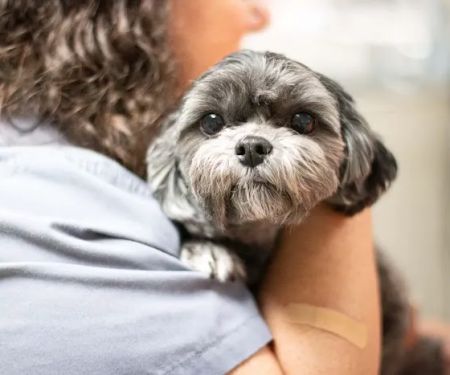 Lakeland Veterinary Hospital
