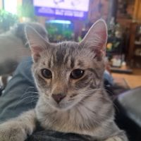 Brainerd Animal Hospital ico