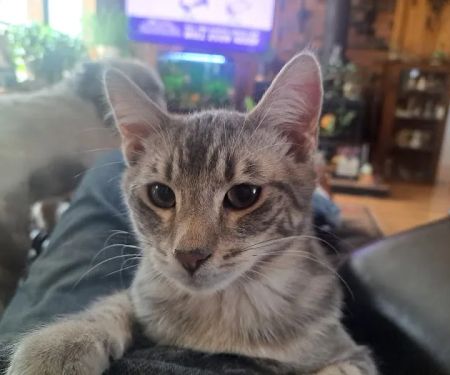 Brainerd Animal Hospital